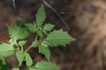 Cutleaf groundcherry